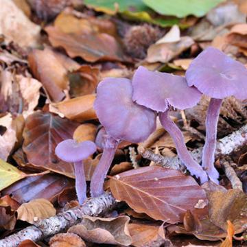 Amethyst Deceiver 