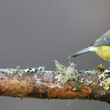 Blue Tit Cyanistes Caeruleus Wytham Woods