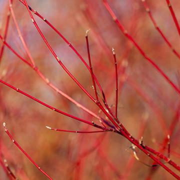 Dogwood (Cornus sanguinea)