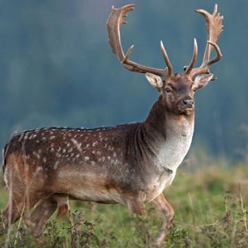 Fallow deer (Dama dama)