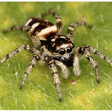 zebra spider