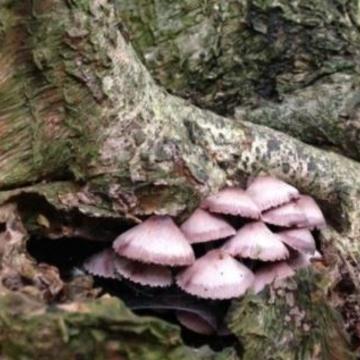 Image of tree with fungi growing