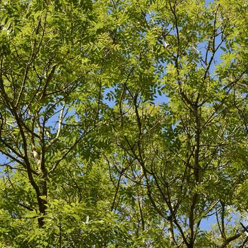 Ash green Ash trees
