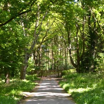 A path flanked by green trees