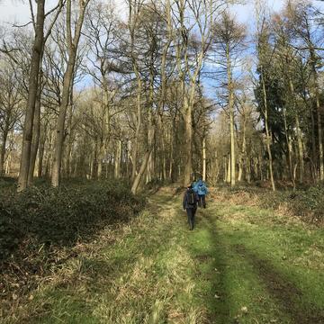 Walking through Wytham Woods