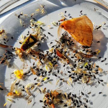 Picture showing the specimens collected in the malaise trap from one week of sampling in November