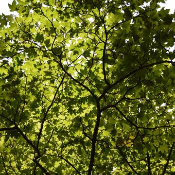 Sycamore trees with the sunlight behind them