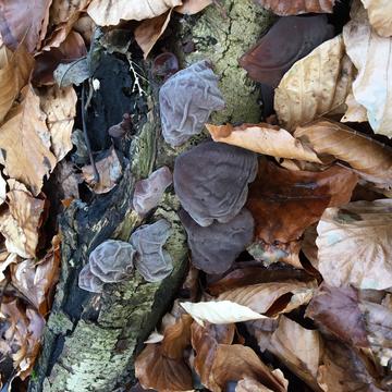 wytham fungus