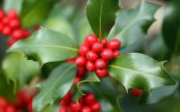 Holly (Ilex aquifolium) 