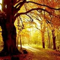 A beech tree in autumn, with sunlight streaming through the leaves