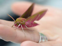 Image of large green and pink Moth standing on a human hand 