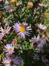 Bee on a pink daisy flower, surrounding by more pink daisies with bright yellow centers