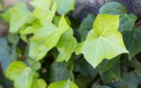 Ivy (Hedera helix)