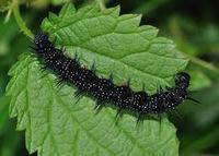 A peacock caterpillar on a nettle leaf. The caterpillar is black and spiky.