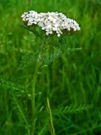 A flowering yarrow plant against a bright grassy background.