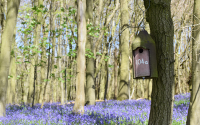 Wytham woods out reach