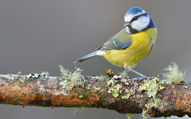 Image of a Blue tit bird perched on a tree branch covered in moss and lichen, blue tit has bright yellow chest feathers with blue and white feather over the head