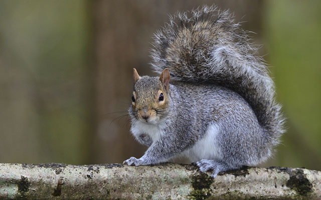 Grey squirrel (Sciurus carolinensis) | Wytham Woods