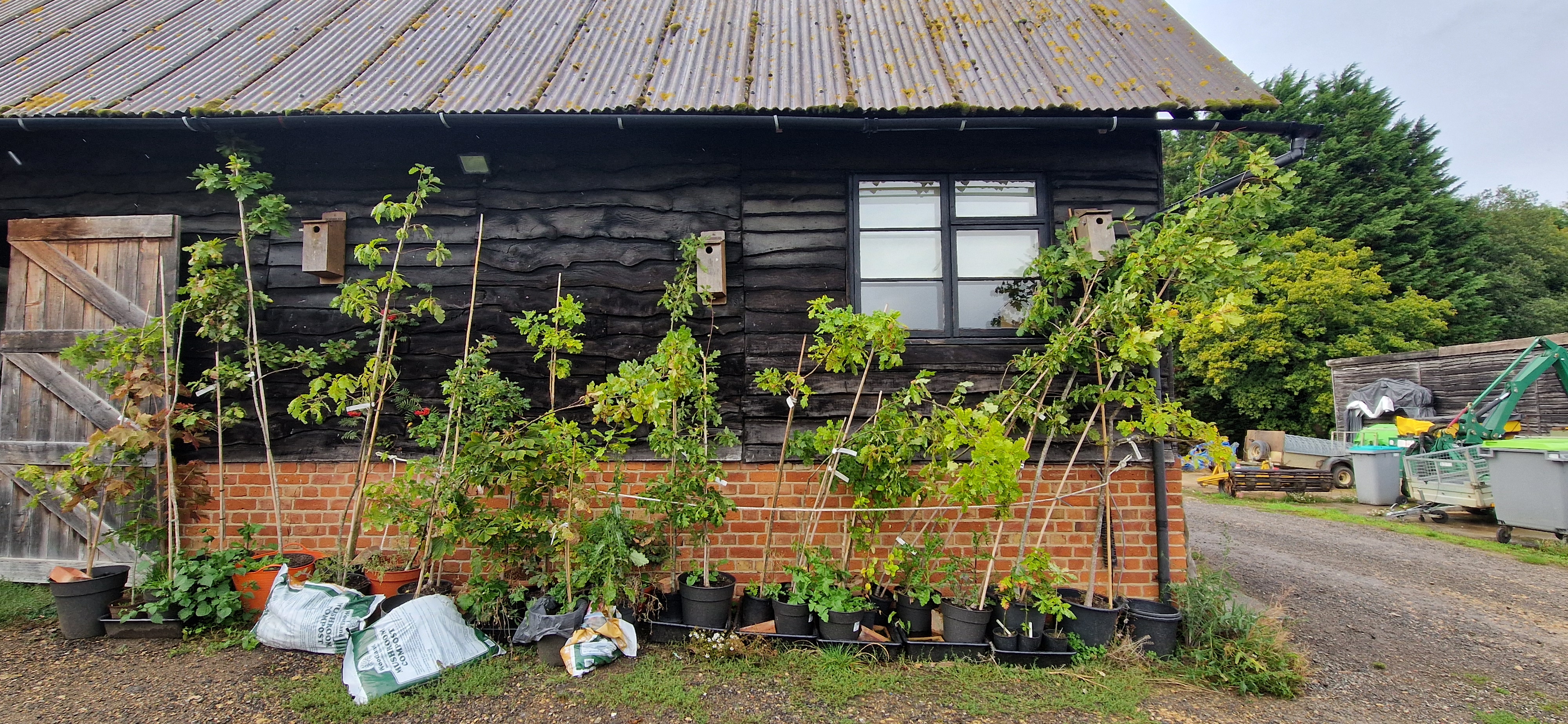 bear wood oak saplings