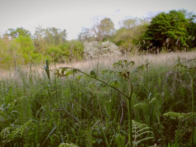 Photo of the Marley Fen peatland