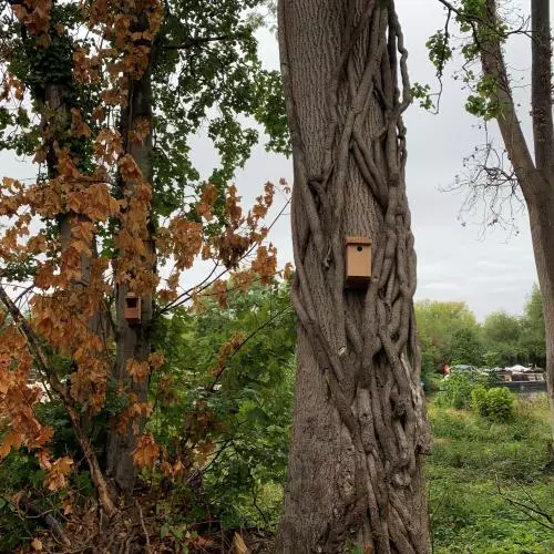 A new bird box at Court Place Gardens