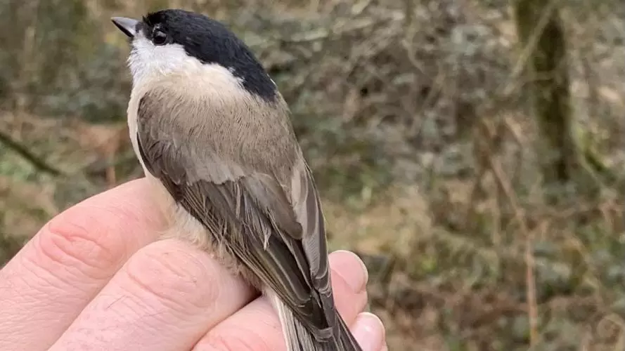 A bird perching on a person's hand at Wytham Woods
