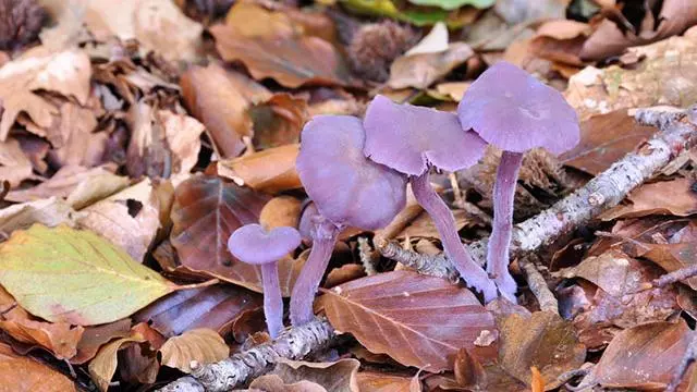 Amethyst Deceiver 