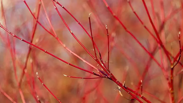 Dogwood (Cornus sanguinea)
