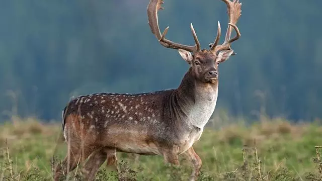 Fallow deer (Dama dama)