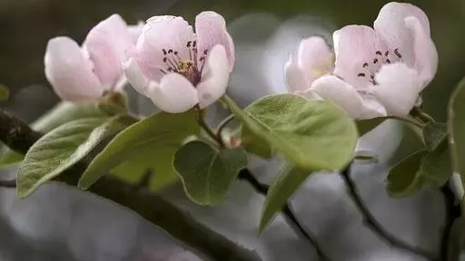 Three pink Quince flowers, surrounded by green leaves and stems 