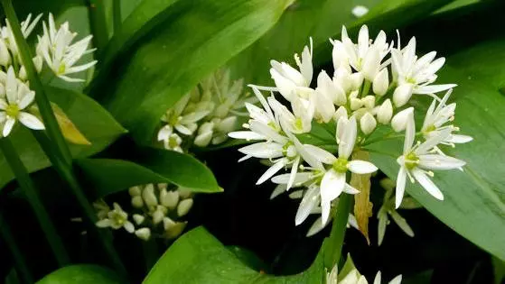 Ramsons (Wild Garlic), round ball shaped cluster of white petals surrounded by large green leaves.