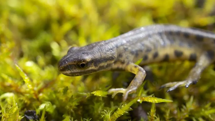 A smooth newt