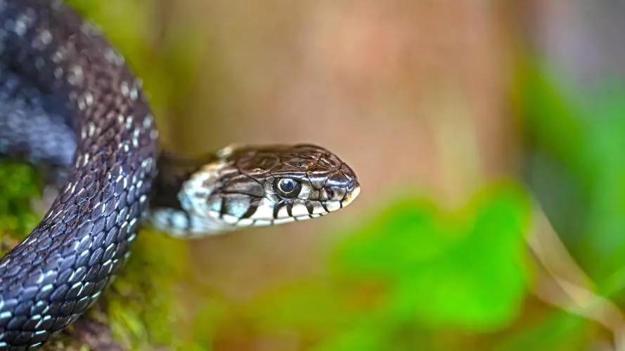 georg wietschorke grass snake 9050491 lores