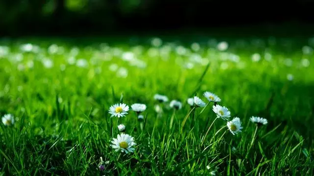 park farm daisies