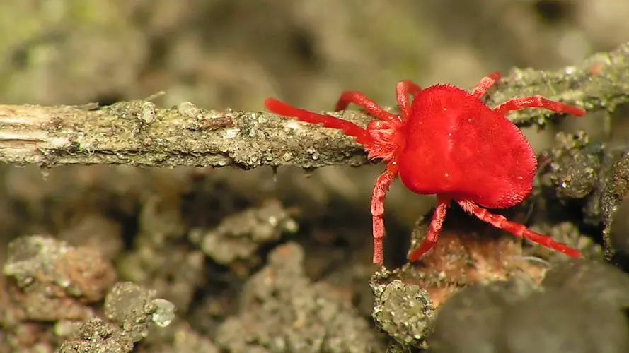 A red velvet mite on a small twig. It has a fat body and 8 thin legs.