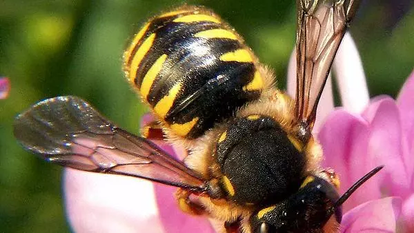 A female Wool carder bee - it has a bold black diamond pattern down its abdomen and is drinking from a pink flower