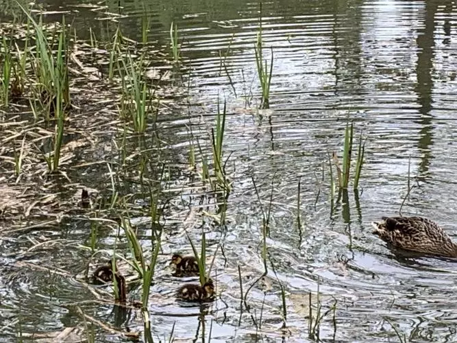 Ducklings on the water at Wytham Woods