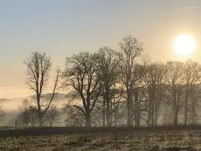 Mist over Wytham Woods in Spring
