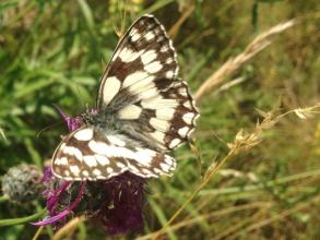 Open winged white, brown spotted butterfly landed on a small purple flower, surrounded by long grasses