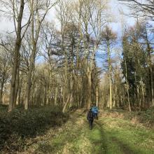 Walking through Wytham Woods