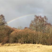 A rainbow over the trees in Wytham Woods