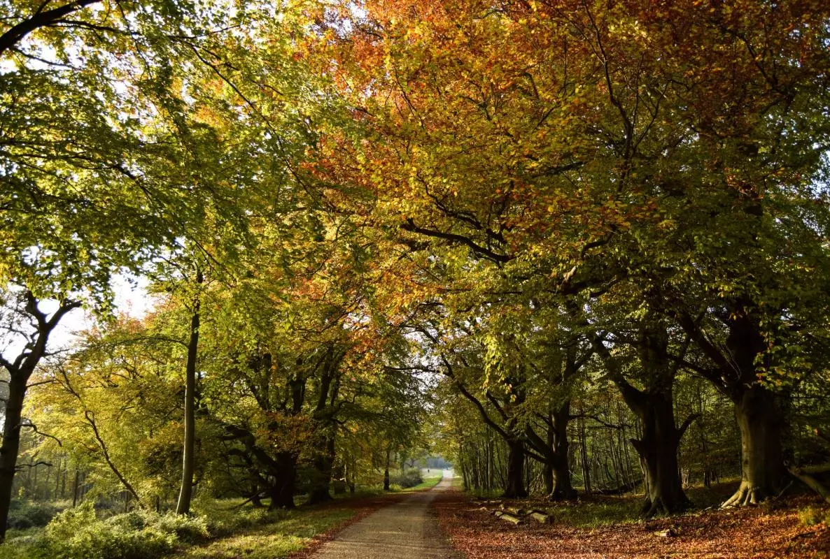 wytham woods autumn resized
