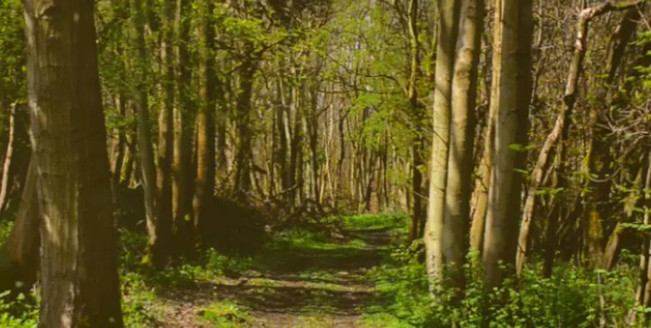 Fen Wytham Woods 
